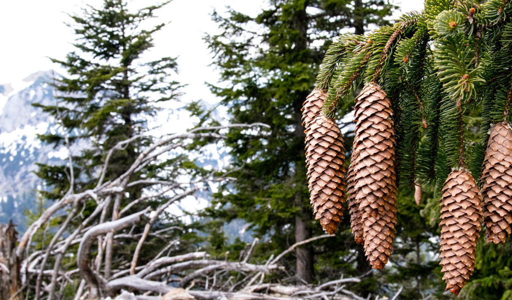 Big cones on the green branch of spruce close up