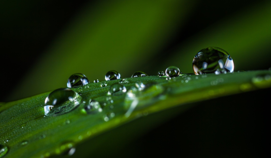 Большие капли росы на зеленой траве 