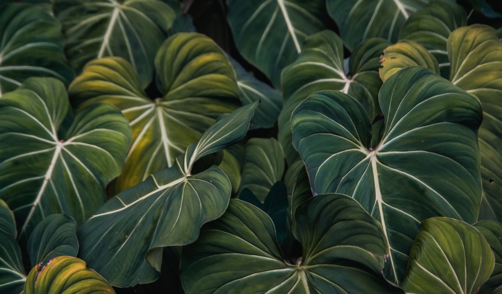 Большие зеленые листья растения крупным планом