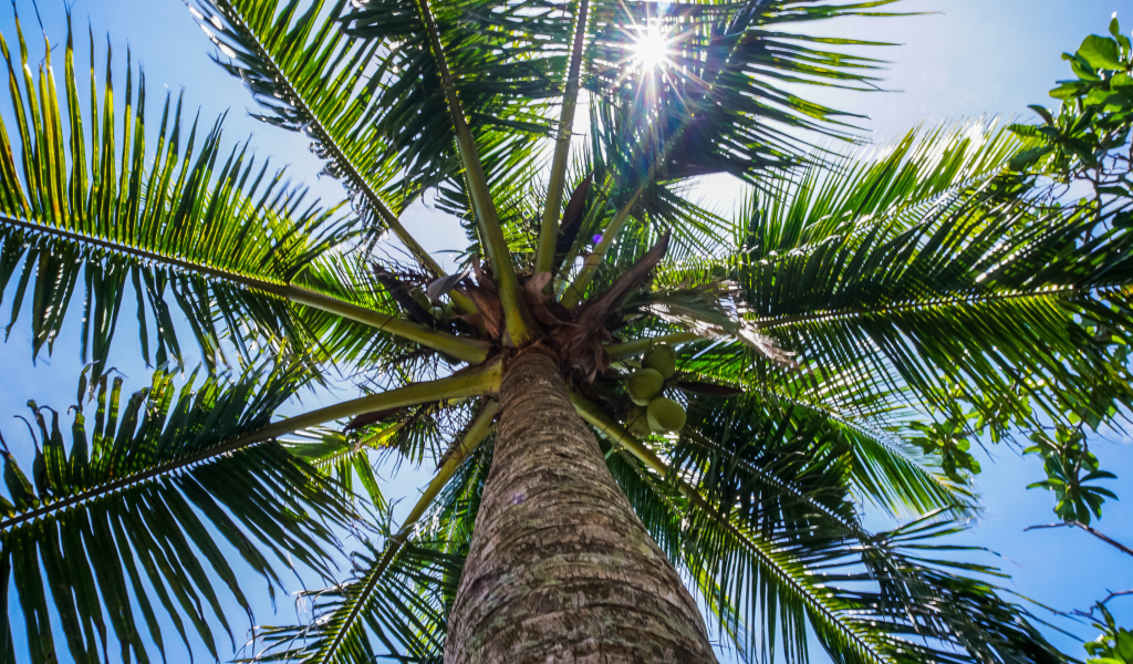 Большая зеленая пальма в лучах солнца