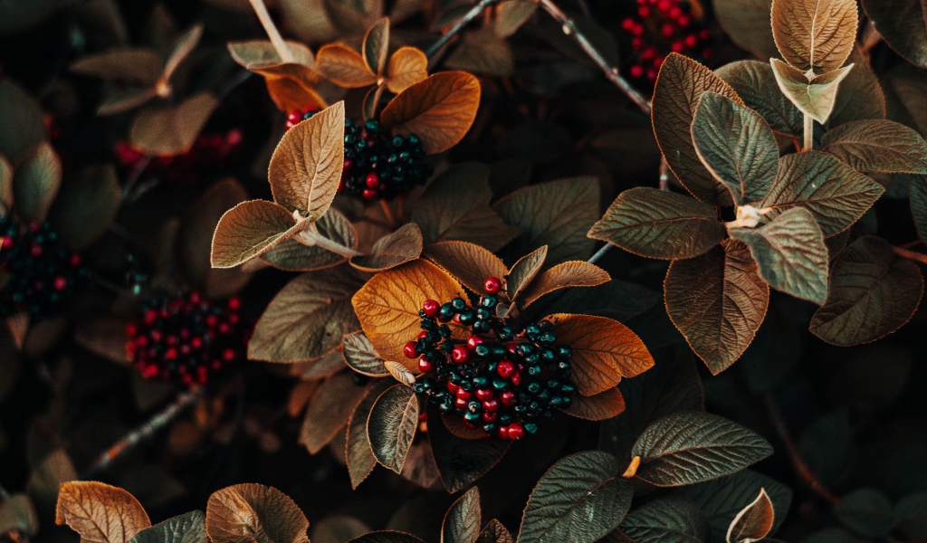 Черные ягоды в листьях крупным планом