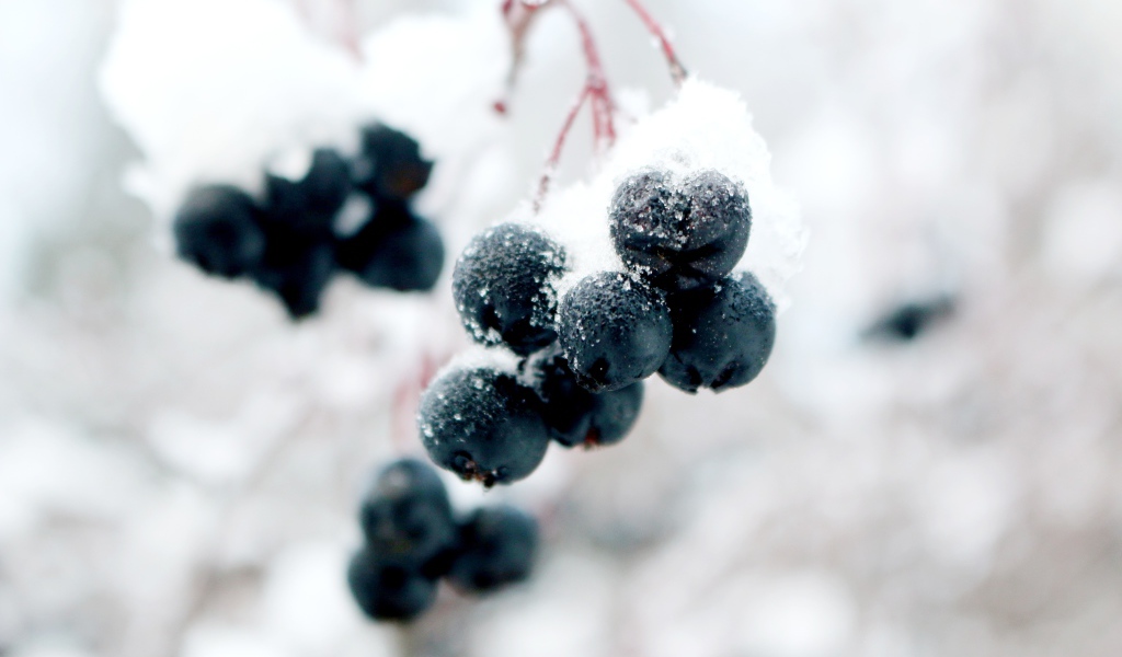 Черные ягоды на ветке в снегу крупным планом