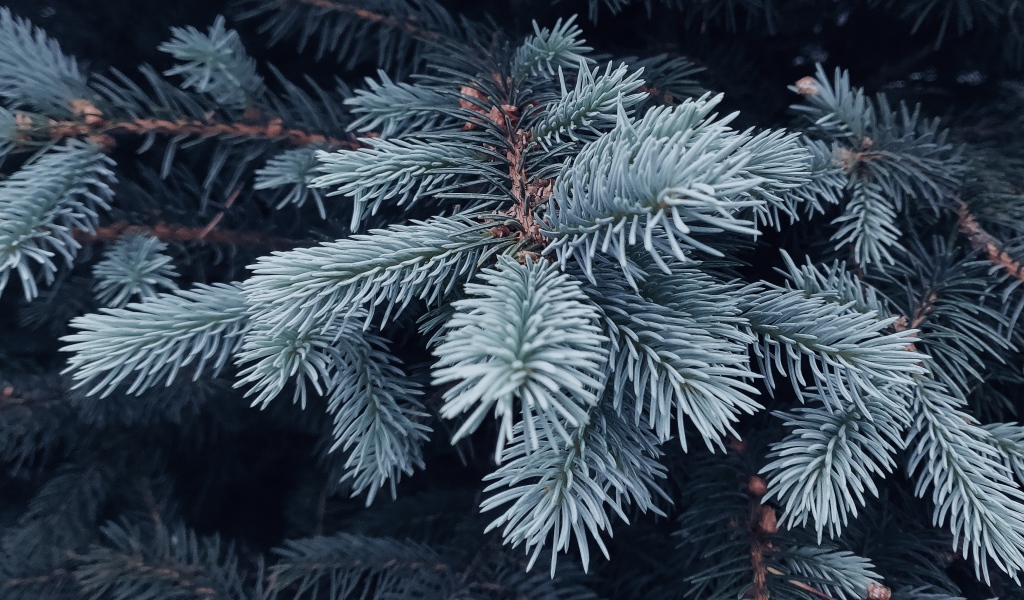 Blue spruce branch close up