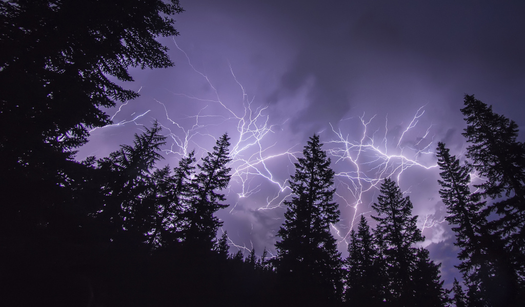 Яркие молнии над сосновым лесом
