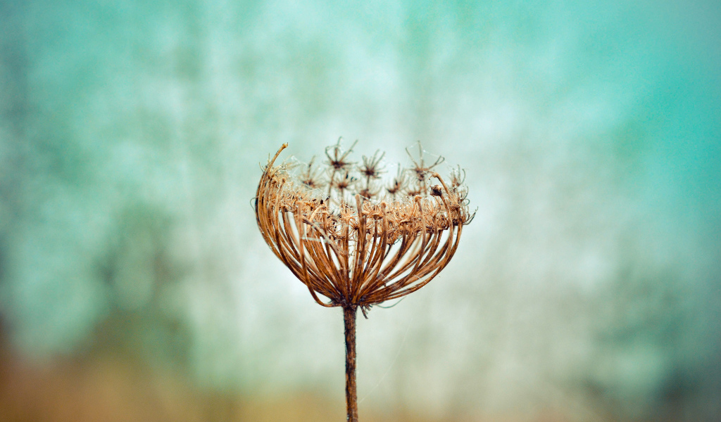 Зонтик высохшего растения крупным планом