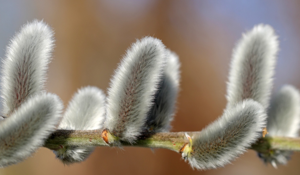 Пушистая ветка вербы