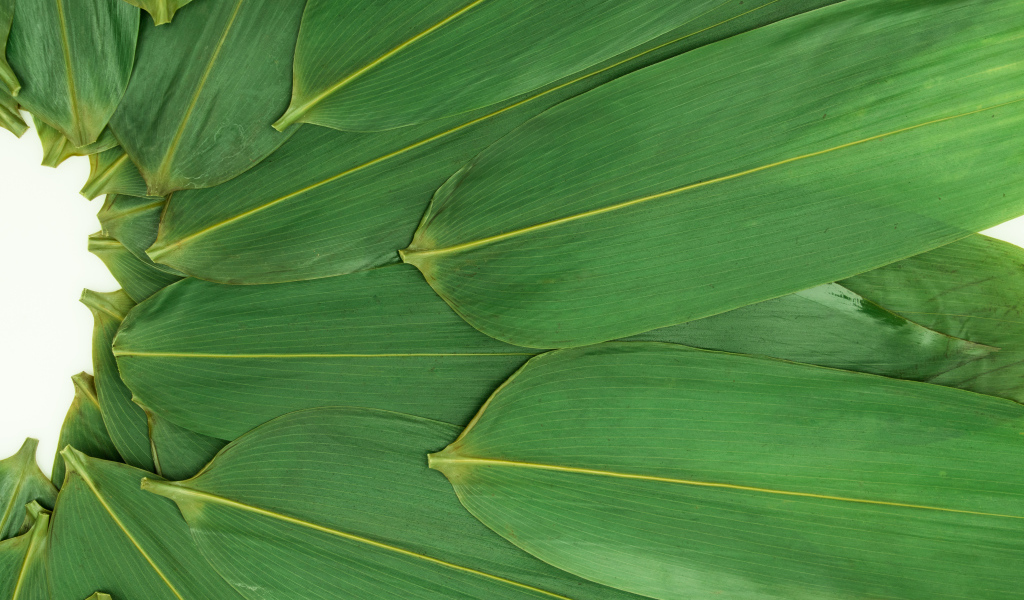 Зеленые кукурузные листья на белом фоне