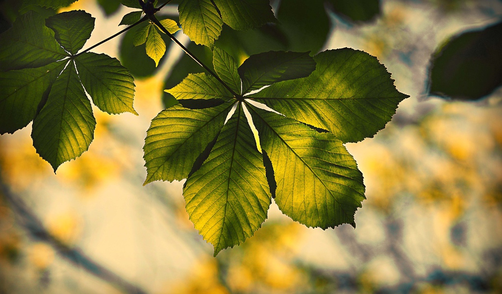 Зеленый лист каштана в лучах солнца