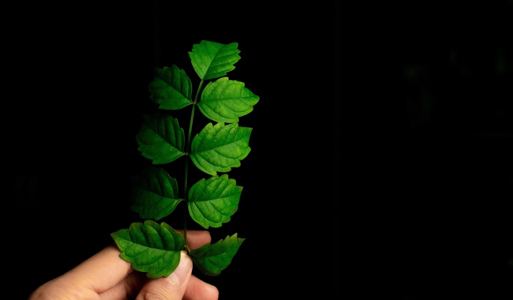 Зеленый лист в руке на черном фоне