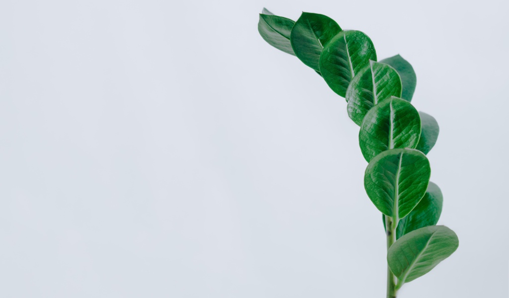 Зеленый лист на сером фоне крупным планом