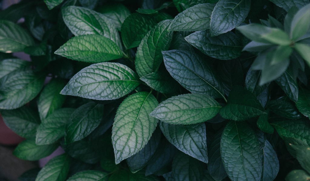 Зеленые листья куста крупным планом