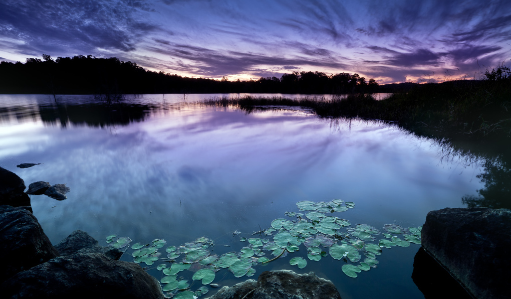 Зеленые листья водяной лилии в пруду на фоне неба в сумерках