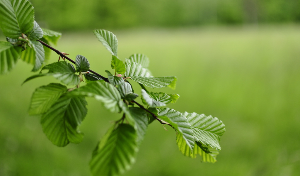 Зеленые листья на ветке дерева 