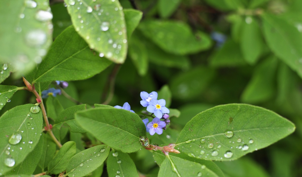 Зеленые листья с маленькими цветами в каплях росы