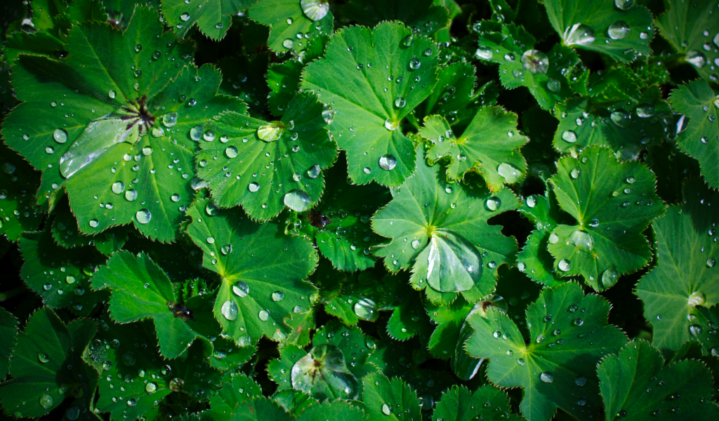 Зеленые листья с каплями воды крупным планом
