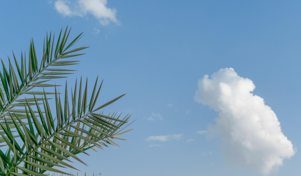 Зеленые пальмовые ветви на фоне голубого неба