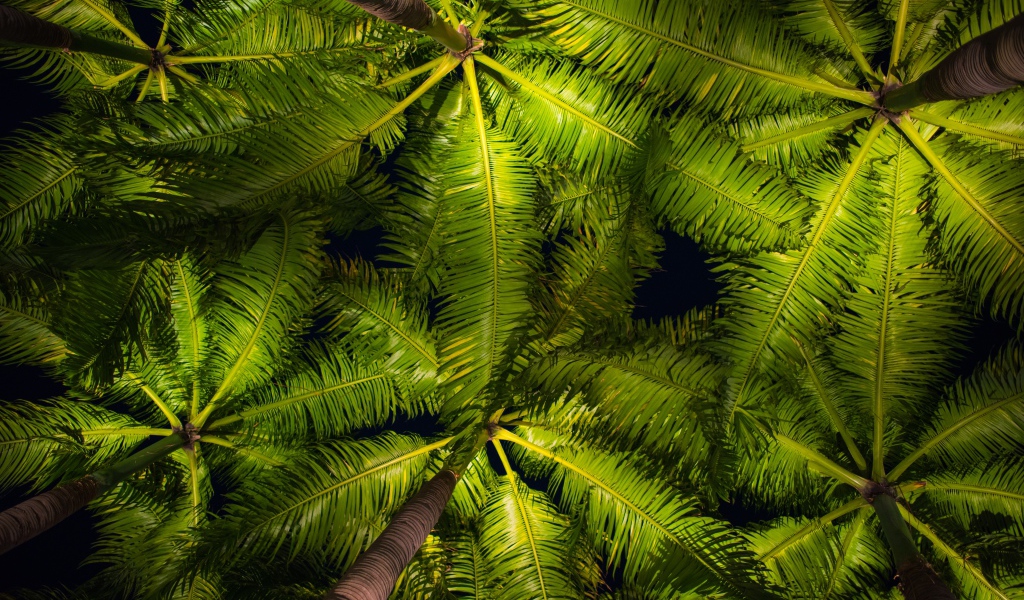 Зеленые пальмовые листья вид снизу