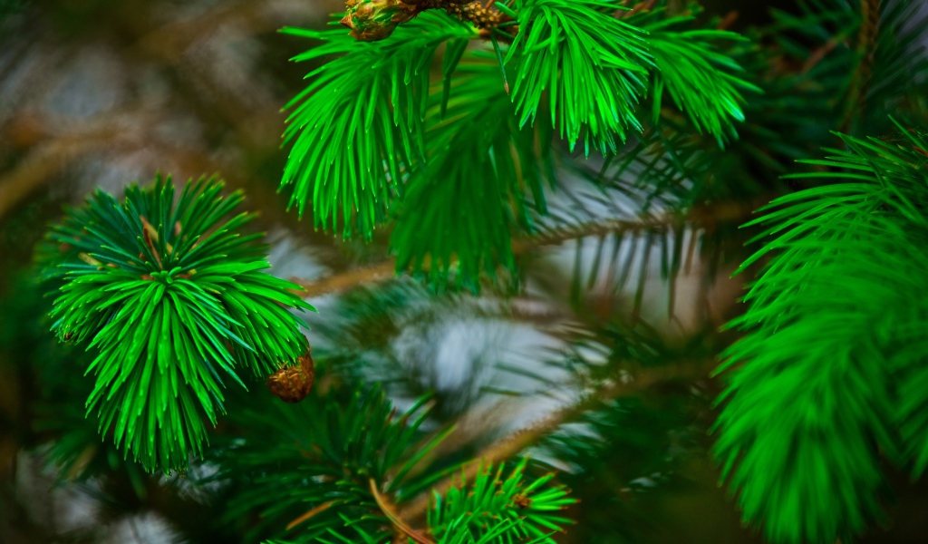 Зеленые сосновые иголки на ветках с шишками