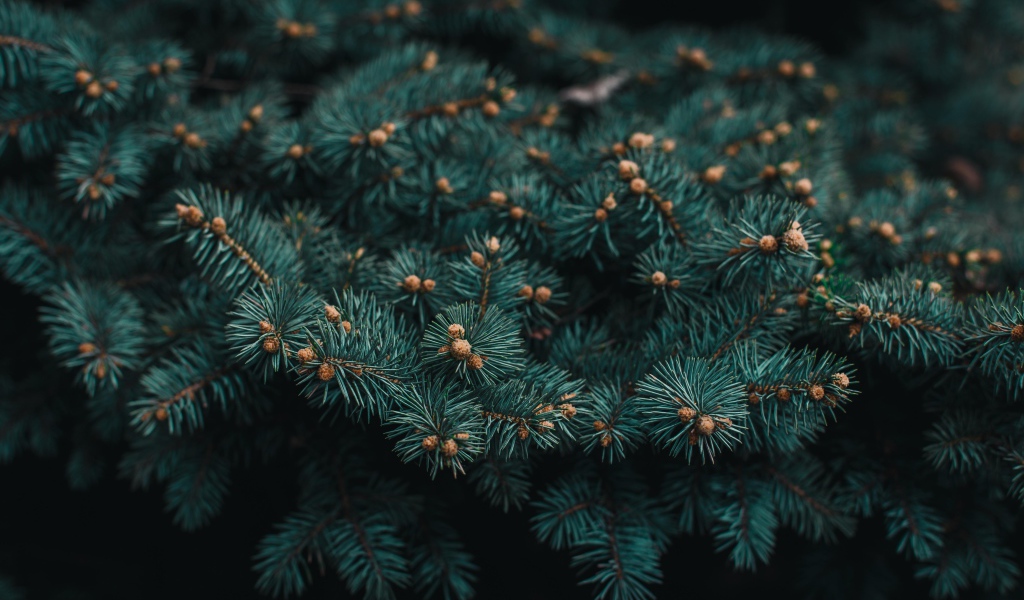 Зеленая ветка ели с шишками