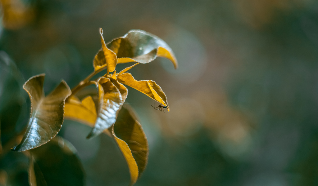 Зеленые сочные листья в лучах солнца 