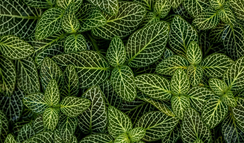 Много зеленых листьев растения с белыми полосками