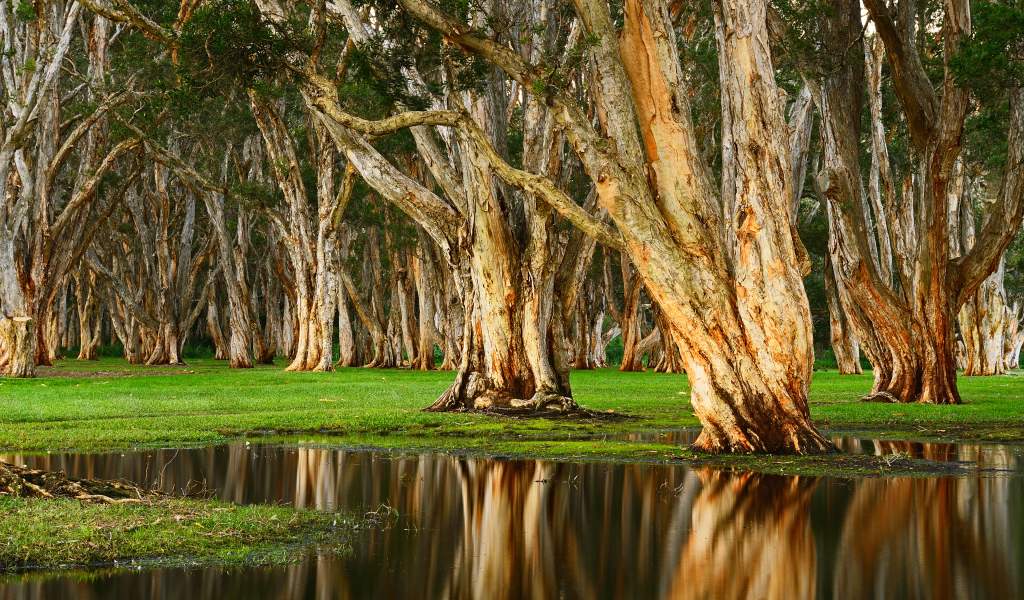 Старые деревья отражаются в воде в лесу