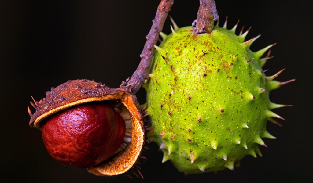 Колючий зеленый каштан на черном фоне