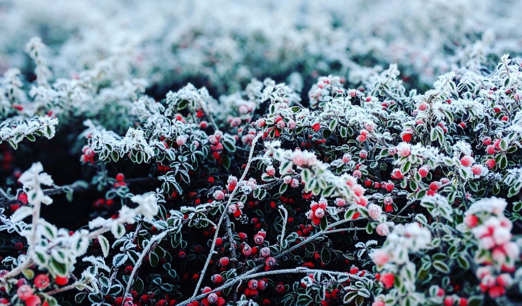 Красные ягоды покрытые инеем 