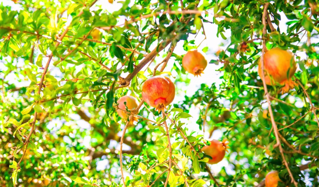 Красные гранаты на ветках дерева