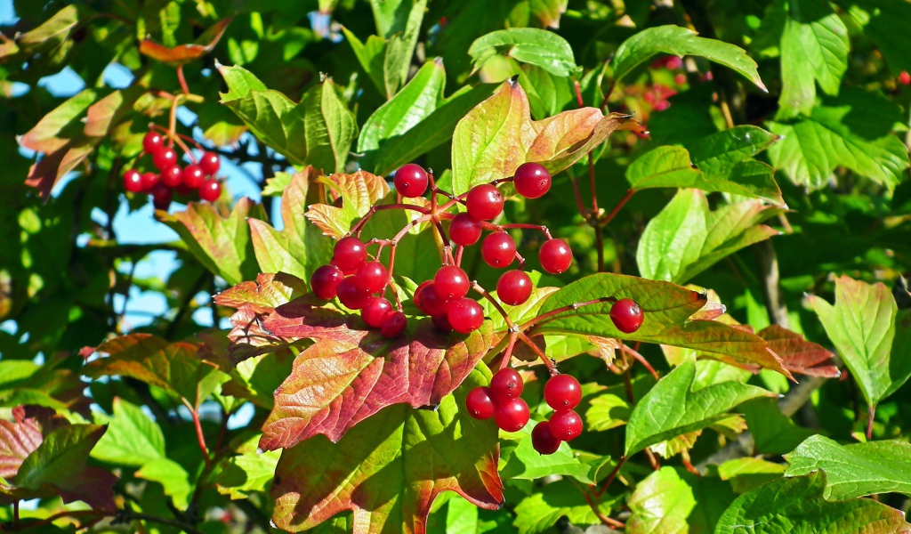 Красная калина в зеленых листьях крупным планом