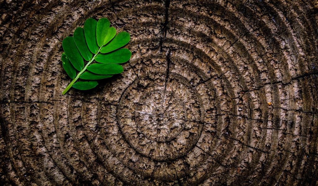 Кольца на пне дерева с зеленым листом