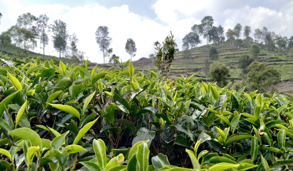 Кусты чая на плантации крупным планом