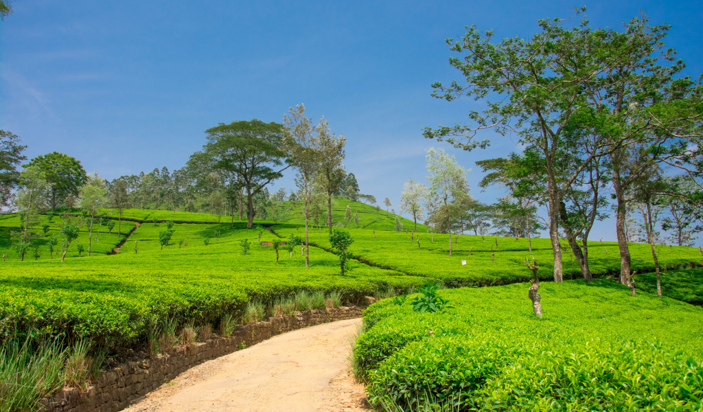 Чайные плантации с деревьями под голубым небом