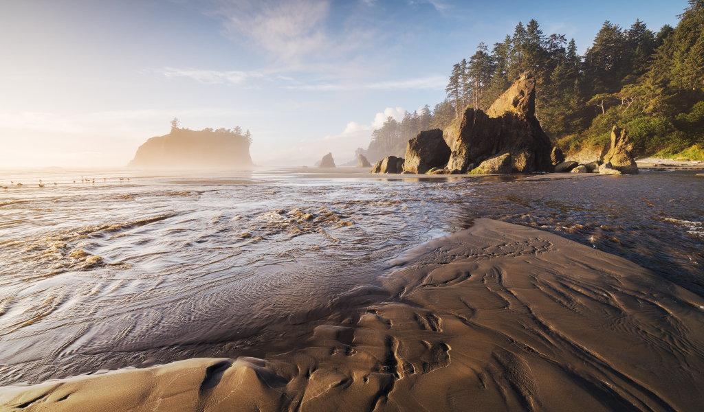 Мокрый песок на берегу у хвойного леса 