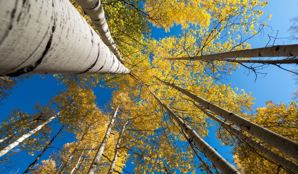 Желтые кроны берез под голубым небом