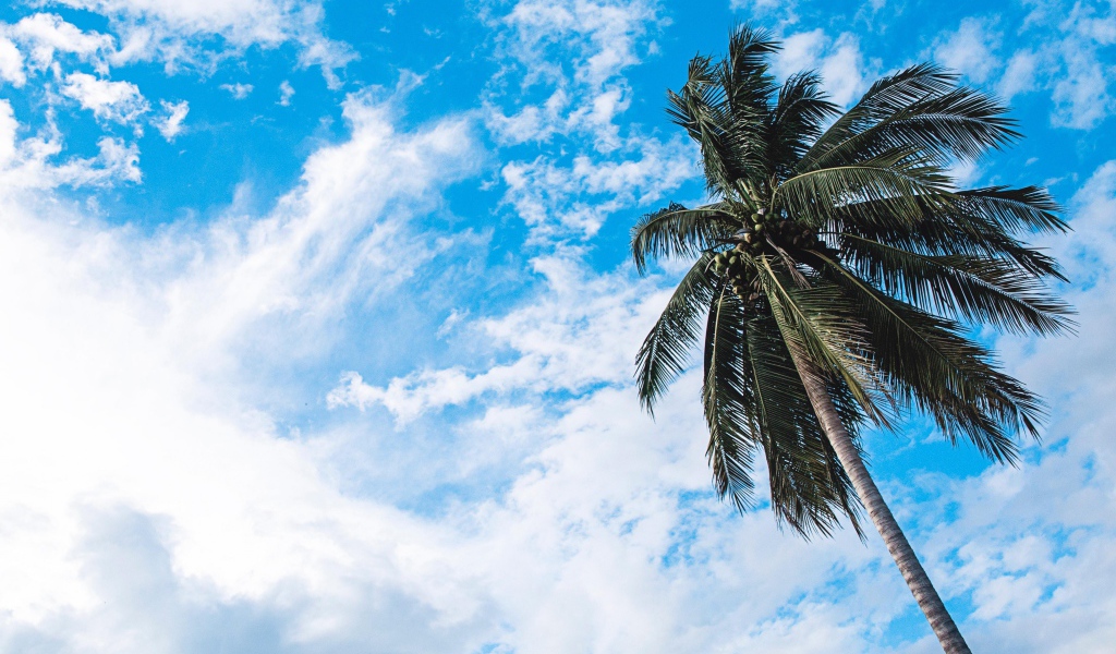 Зеленая пальма на фоне голубого неба с белыми облаками