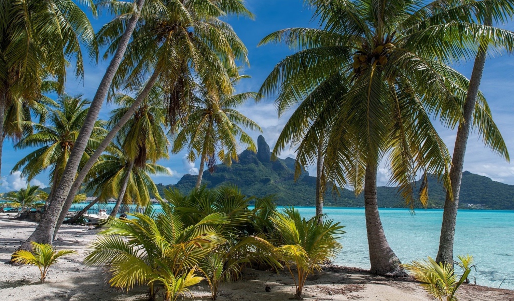 Зеленые тропические пальмы над морем на пляже