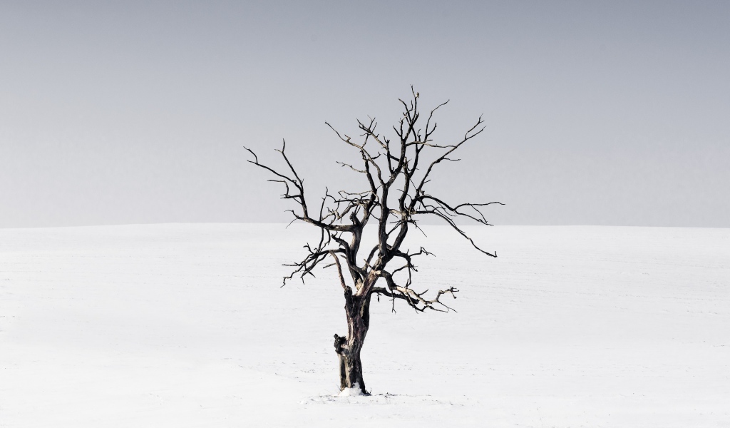 Сухое дерево среди пустыни на сером фоне