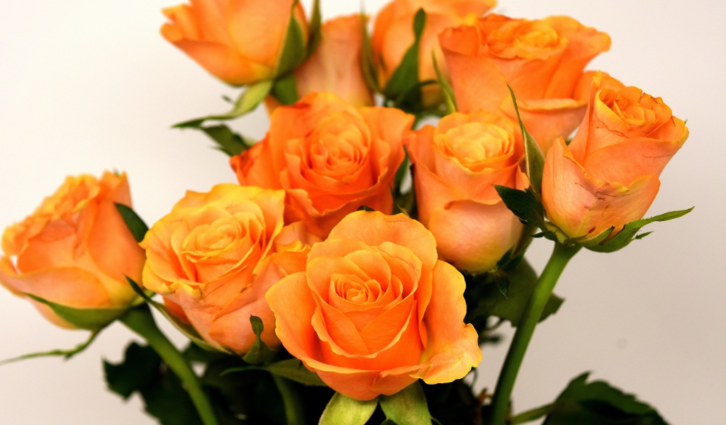 Букет красивых оранжевых роз на сером фоне