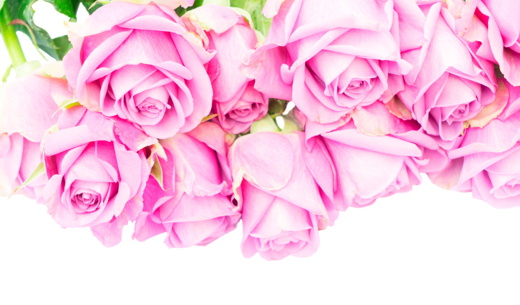 Букет розовых роз на белом фоне крупным планом