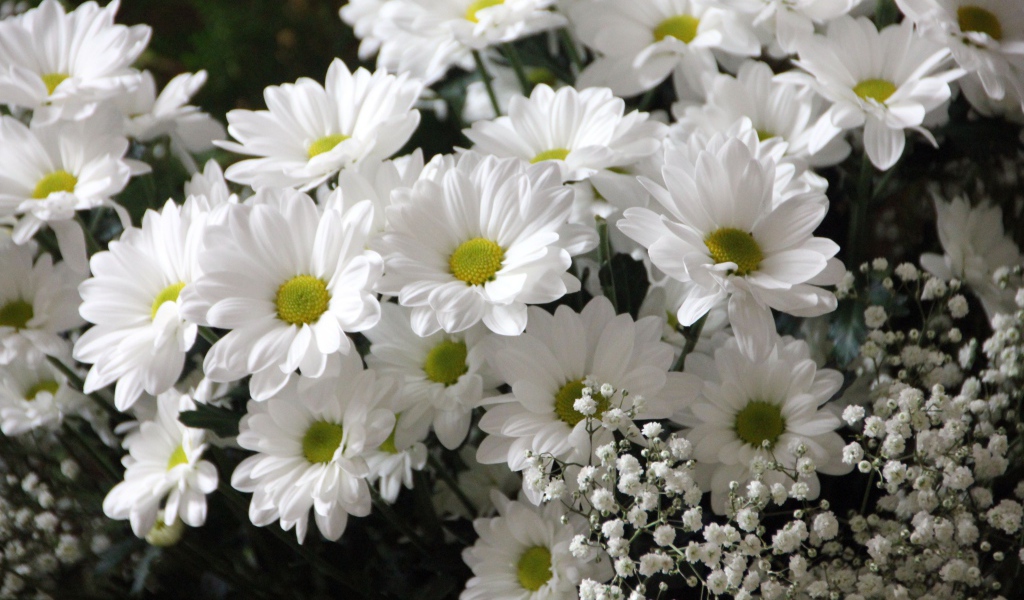 Букет белых хризантем с цветами гипсофилы