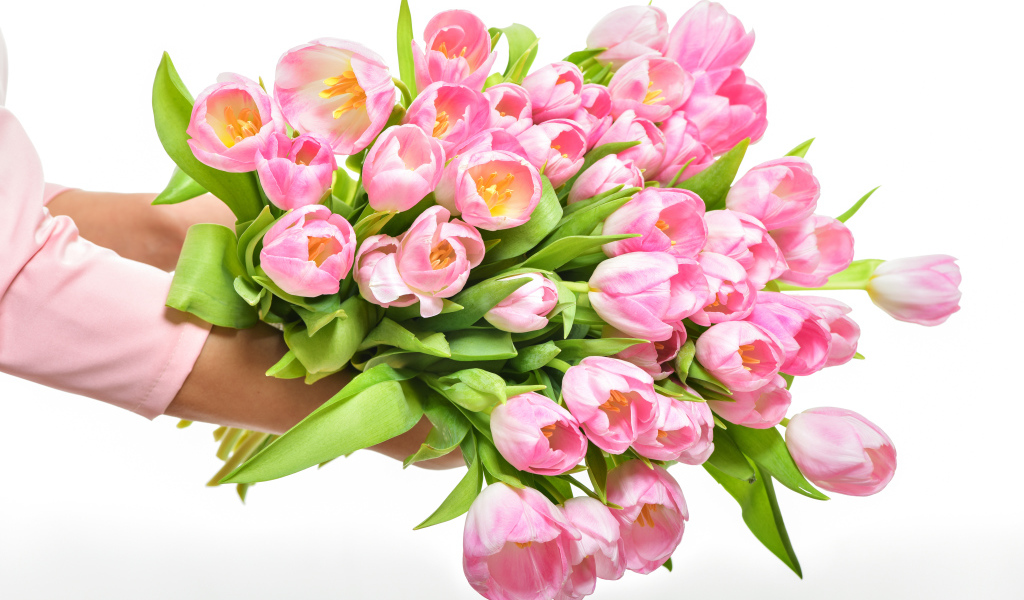 Большой букет розовых тюльпанов в руках на белом фоне