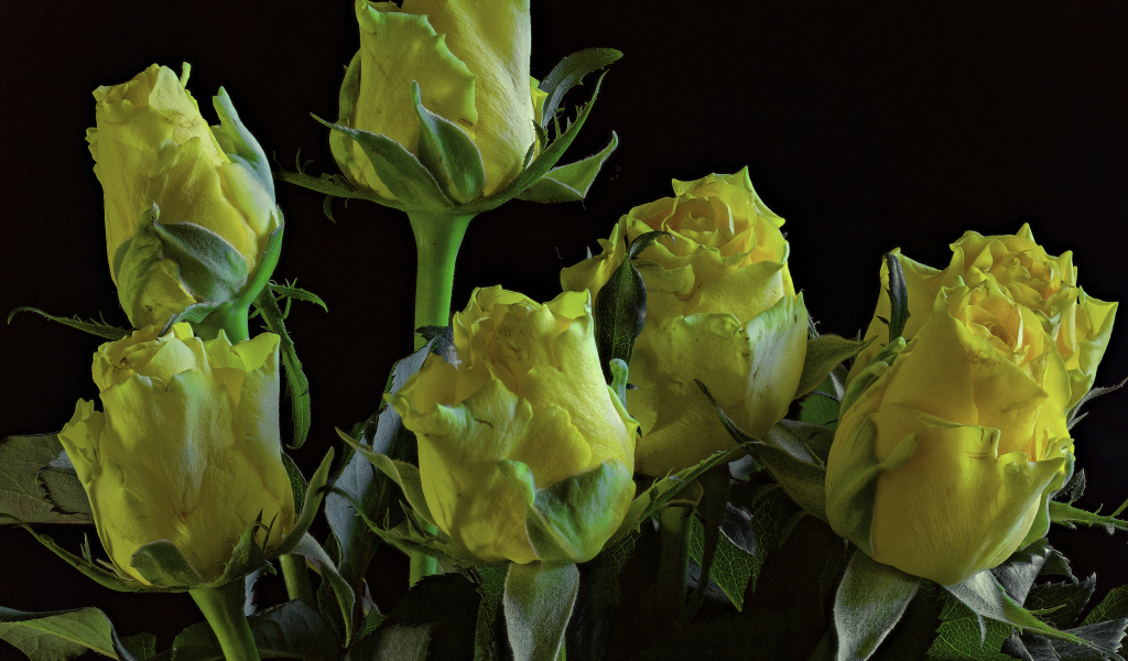 Много желтых роз на черном фоне крупным планом