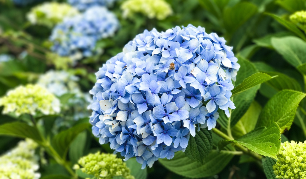 Красивый голубой цветок гортензии на клумбе 