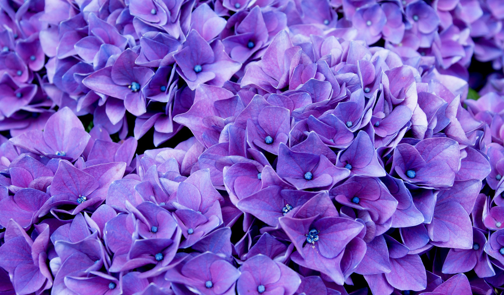 Красивые синие цветы гортензии крупным планом