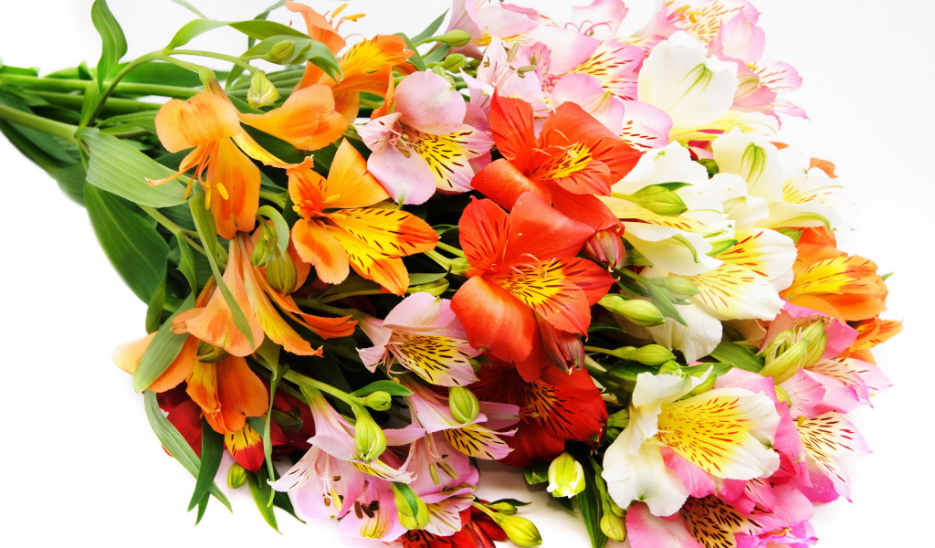 Красивый букет разноцветных цветов альстромерия на белом фоне