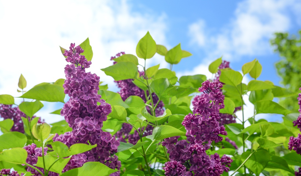 Красивые ветки сирени на фоне голубого неба 