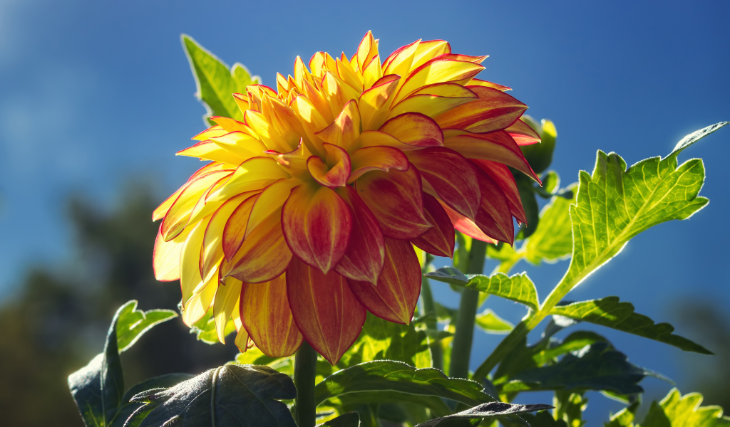 Красивая яркая оранжевая георгина в лучах солнца 