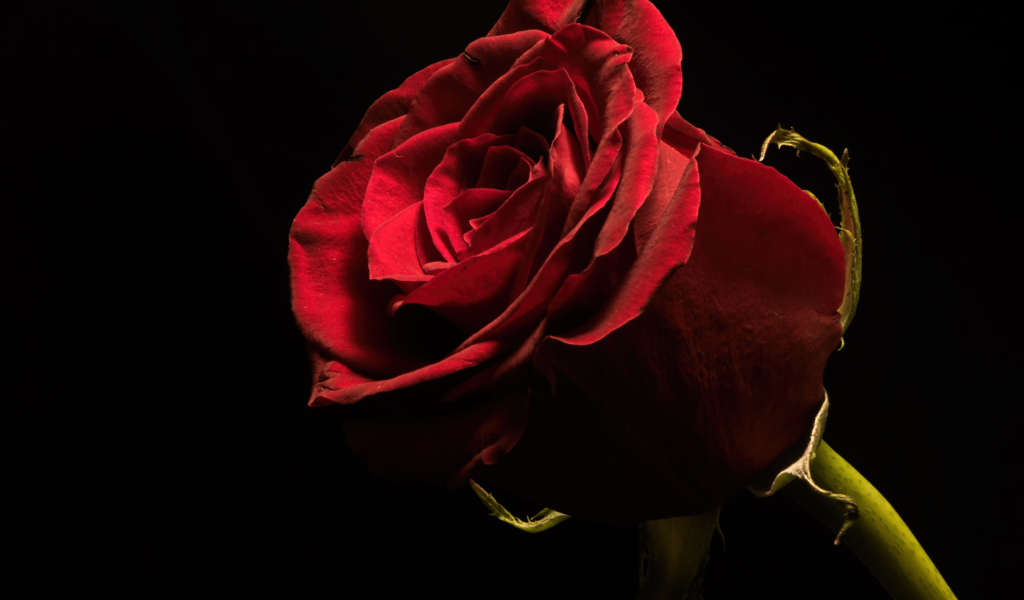 Красивая бордовая английская роза на черном фоне