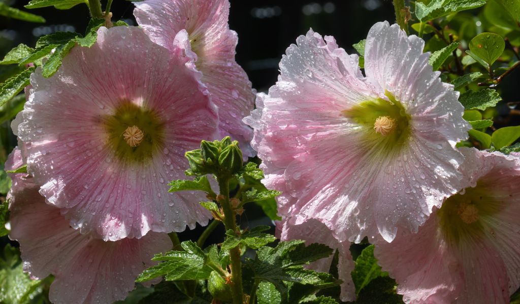 Красивые нежные розовые цветы мальва